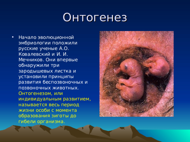 Онтогенез Начало эволюционной эмбриологии положили русские ученые А.О. Ковалевский и И. И. Мечников. Они впервые обнаружили три зародышевых листка и установили принципы развития беспозвоночных и позвоночных животных. Онтогенезом, или индивидуальным развитием, называется весь период жизни особи с момента образования зиготы до гибели организма. 