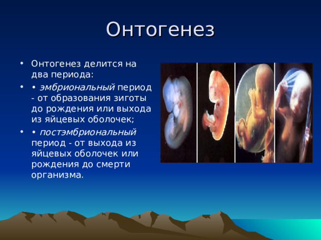 Онтогенез Онтогенез делится на два периода: • эмбриональный период - от образования зиготы до рождения или выхода из яйцевых оболочек; •  постэмбриональный период - от выхода из яйцевых оболочек или рождения до смерти организма. 
