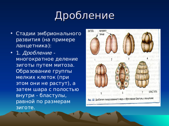 Дробление Стадии эмбрионального развития (на примере ланцетника): 1. Дробление - многократное деление зиготы путем митоза. Образование группы мелких клеток (при этом они не растут), а затем шара с полостью внутри - бластулы, равной по размерам зиготе. 