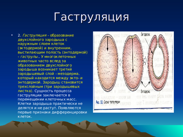 Гаструляция 2. Гаструляция - образование двухслойного зародыша с наружным слоем клеток (эктодермой) и внутренним, выстилающим полость (энтодермой) - гаструлы . . У многоклеточных животных часто вслед за образованием двухслойного зародыша возникает третий зародышевый слой - мезодерма, который находится между экто- и энтодермой. Зародыш становится трехслойным (три зародышевых листка). Сущность процесса гаструляции заключается в перемещении клеточных масс. Клетки зародыша практически не делятся и не растут. Появляются первые признаки дифференцировки клеток.   