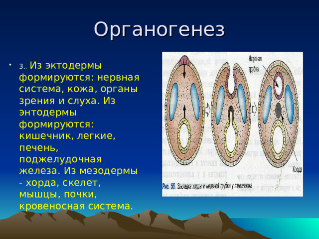 Органогенез 3. . Из эктодермы формируются: нервная система, кожа, органы зрения и слуха. Из энтодермы формируются: кишечник, легкие, печень, поджелудочная железа. Из мезодермы - хорда, скелет, мышцы, почки, кровеносная система.  