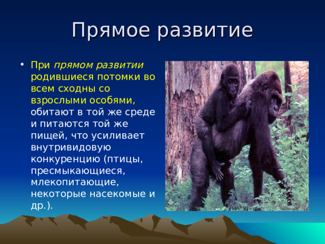 Прямое развитие При прямом развитии родившиеся потомки во всем сходны со взрослыми особями, обитают в той же среде и питаются той же пищей, что усиливает внутривидовую конкуренцию (птицы, пресмыкающиеся, млекопитающие, некоторые насекомые и др.). 
