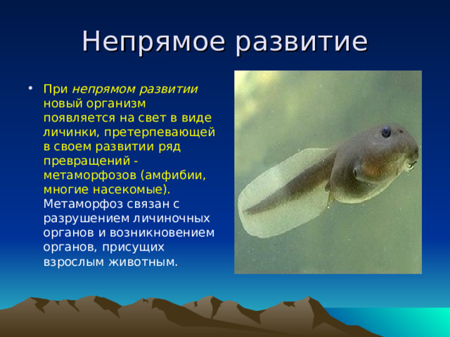 Непрямое развитие При непрямом развитии новый организм появляется на свет в виде личинки, претерпевающей в своем развитии ряд превращений - метаморфозов (амфибии, многие насекомые). Метаморфоз связан с разрушением личиночных органов и возникновением органов, присущих взрослым животным.  