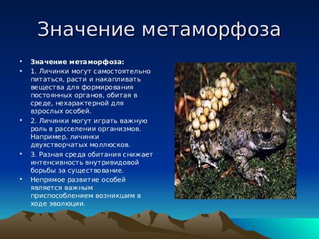 Значение метаморфоза Значение метаморфоза: 1. Личинки могут самостоятельно питаться, расти и накапливать вещества для формирования постоянных органов, обитая в среде, нехарактерной для взрослых особей. 2. Личинки могут играть важную роль в расселении организмов. Например, личинки двухстворчатых моллюсков. 3. Разная среда обитания снижает интенсивность внутривидовой борьбы за существование. Непрямое развитие особей является важным приспособлением возникшим в ходе эволюции.     
