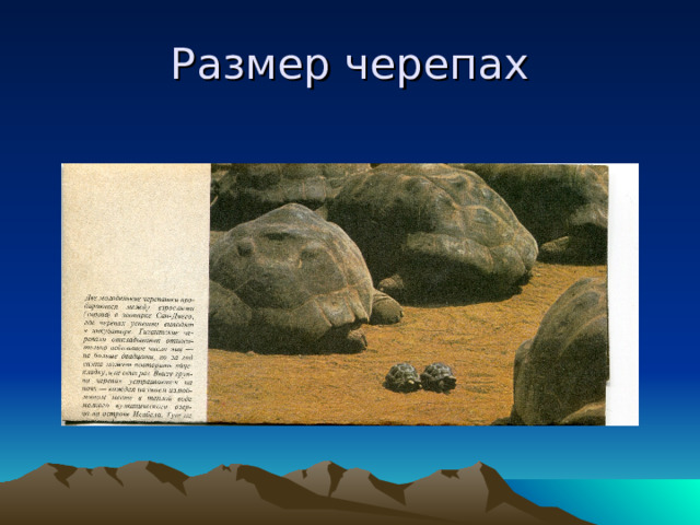 Размер черепах 