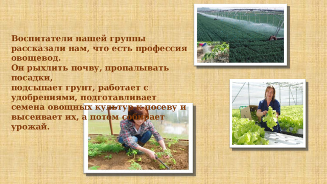 Воспитатели нашей группы рассказали нам, что есть профессия овощевод. Он рыхлить почву, пропалывать посадки, подсыпает грунт, работает с удобрениями, подготавливает семена овощных культур к посеву и высеивает их, а потом собирает урожай. 
