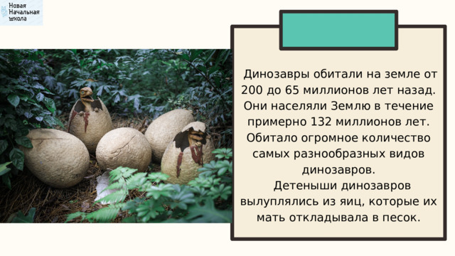  Динозавры обитали на земле от 200 до 65 миллионов лет назад. Они населяли Землю в течение примерно 132 миллионов лет. Обитало огромное количество самых разнообразных видов динозавров.  Детеныши динозавров вылуплялись из яиц, которые их мать откладывала в песок. 