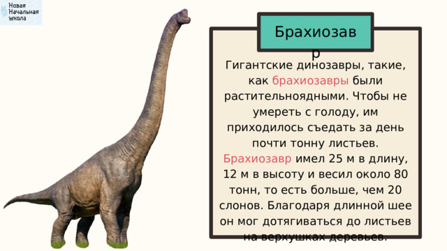 Брахиозав ﻿ р Гигантские динозавры, такие, как брахиозавры были растительноядными. Чтобы не умереть с голоду, им приходилось съедать за день почти тонну листьев. Брахиозавр имел 25 м в длину, 12 м в высоту и весил около 80 тонн, то есть больше, чем 20 слонов. Благодаря длинной шее он мог дотягиваться до листьев на верхушках деревьев. 