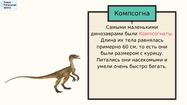 Компсогнат Самыми маленькими динозаврами были Компсогнаты. Длина их тела равнялась примерно 60 см, то есть они были размером с курицу. Питались они насекомыми и умели очень быстро бегать. 