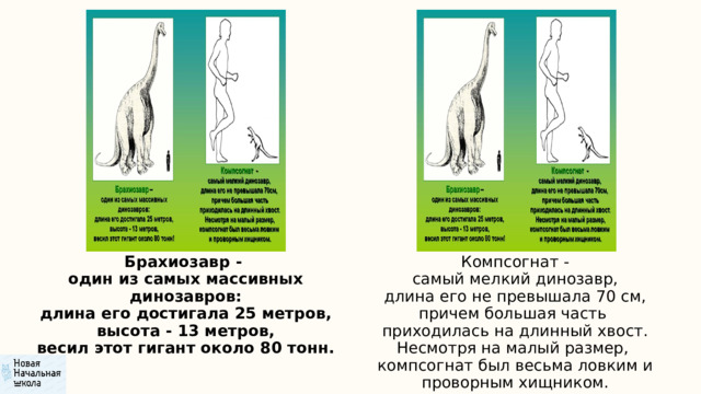 Брахиозавр - Компсогнат - один из самых массивных динозавров: самый мелкий динозавр, длина его достигала 25 метров, длина его не превышала 70 см, высота - 13 метров, причем большая часть весил этот гигант около 80 тонн. приходилась на длинный хвост. Несмотря на малый размер, компсогнат был весьма ловким и проворным хищником. 