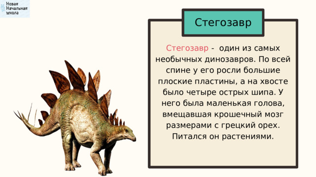 Стегозавр Стегозавр - один из самых необычных динозавров. По всей спине у его росли большие плоские пластины, а на хвосте было четыре острых шипа. У него была маленькая голова, вмещавшая крошечный мозг размерами с грецкий орех. Питался он растениями. 