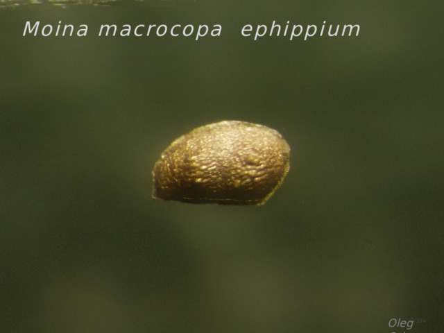  Moina macrocopa ephippium Oleg Orlov 
