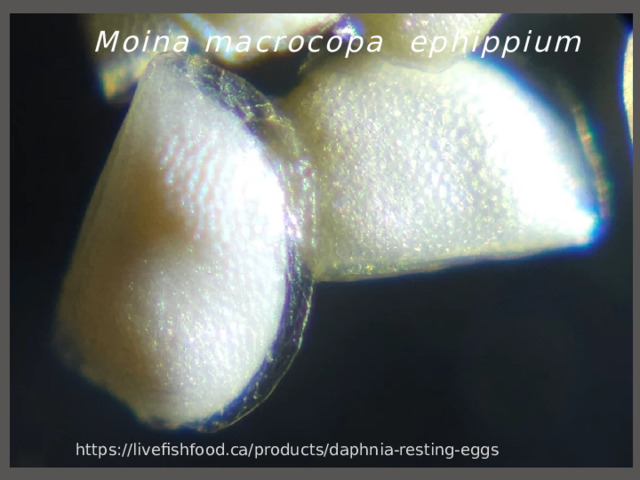  Moina macrocopa ephippium https://livefishfood.ca/products/daphnia-resting-eggs 