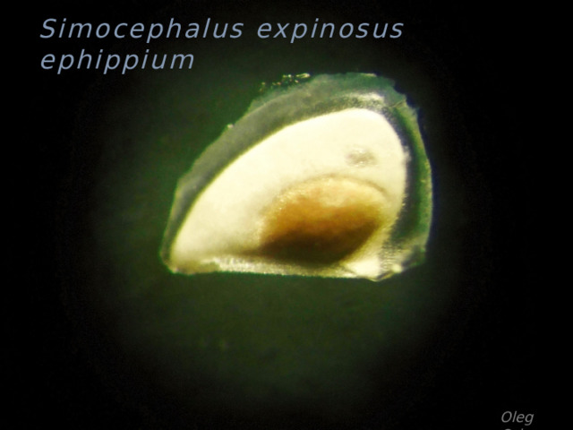 Simocephalus expinosus ephippium Oleg Orlov 