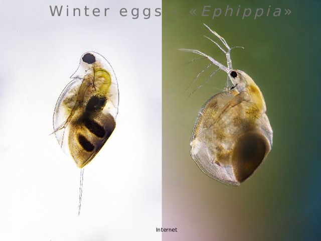 Winter eggs – « Ephippia » Internet 