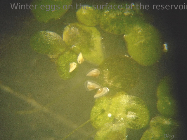 Winter eggs on the surface of the reservoir Oleg Orlov 