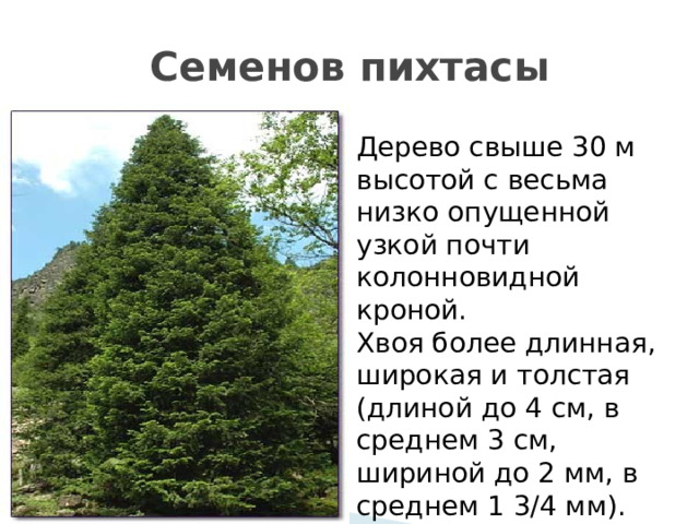 Семенов пихтасы Дерево свыше 30 м высотой с весьма низко опущенной узкой почти колонновидной кроной. Хвоя более длинная, широкая и толстая (длиной до 4 см, в среднем 3 см, шириной до 2 мм, в среднем 1 3/4 мм). 