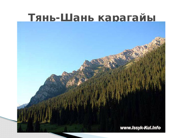 Тянь-Шань карагайы 