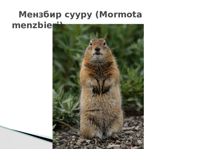   Мензбир сууру (Mormota menzbieri) 