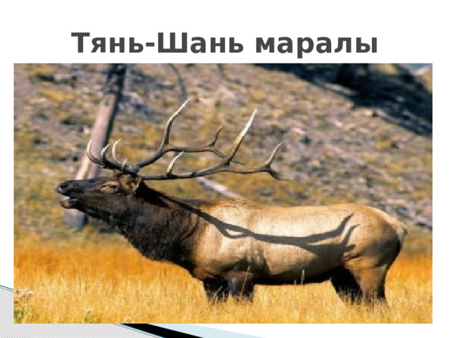 Тянь-Шань маралы 