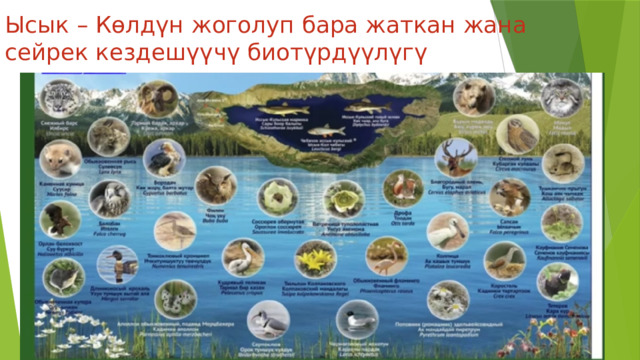 Ысык – Көлдүн жоголуп бара жаткан жана сейрек кездешүүчү биотүрдүүлүгү 