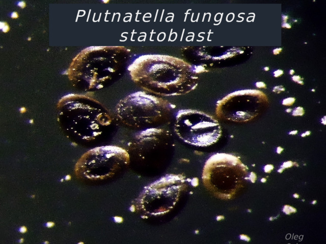 Plutnatella fungosa statoblast Oleg Orlov 