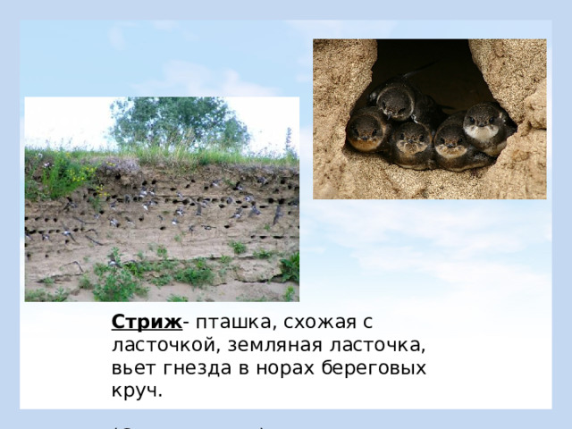Стриж - пташка, схожая с ласточкой, земляная ласточка, вьет гнезда в норах береговых круч.  (Словарь Даля) 