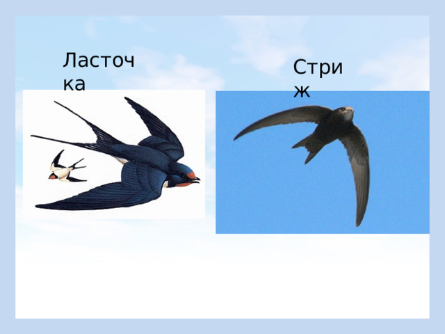 Ласточка Стриж 