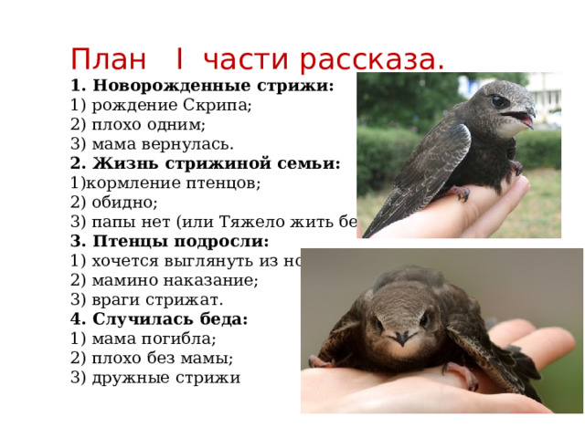 План I части рассказа. 1. Новорожденные стрижи: 1) рождение Скрипа; 2) плохо одним; 3) мама вернулась. 2. Жизнь стрижиной семьи: 1)кормление птенцов; 2) обидно; 3) папы нет (или Тяжело жить без папы). 3. Птенцы подросли: 1) хочется выглянуть из норки; 2) мамино наказание; 3) враги стрижат. 4. Случилась беда: 1) мама погибла; 2) плохо без мамы; 3) дружные стрижи 