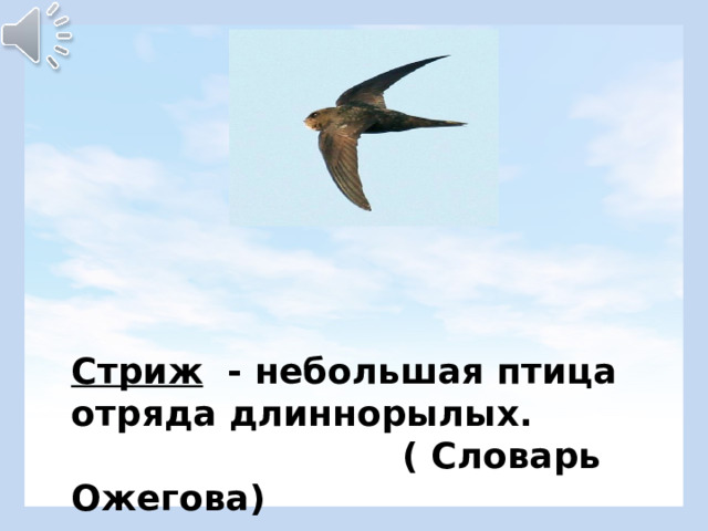 Стриж - небольшая птица отряда длиннорылых.  ( Словарь Ожегова) 