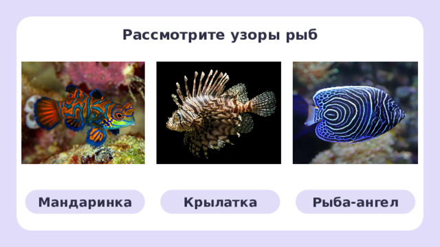 Рассмотрите узоры рыб Открытие нового знания — Рассмотрите узоры на рыбах. — Природа — лучший художник! У рыб есть полоски, пятна и даже «цветочки». Как вы думаете зачем? (Защищаться или отпугивать врагов.) — Полоски и пятнышки рыбы-мандаринки помогают прятаться среди кораллов — это её «плащ-невидимка». Она маленькая (как ладошка), с яркими синими, оранжевыми и жёлтыми узорами, будто раскрашена кисточкой! — У крылатки оранжевые, белые и чёрные полоски, как у зебры, но цветные! У неё пушистые плавники похожи на перья или крылья. Яркие цвета предупреждают: «Я опасна!» (в плавниках яд). — Рыба-ангел бывает ярко-жёлтая, синяя или полосатая, с длинными плавниками, как крылья у ангела! Контрастные полоски (чёрные, белые, голубые) нужны, чтобы запутать хищников. Мандаринка Крылатка Рыба-ангел  