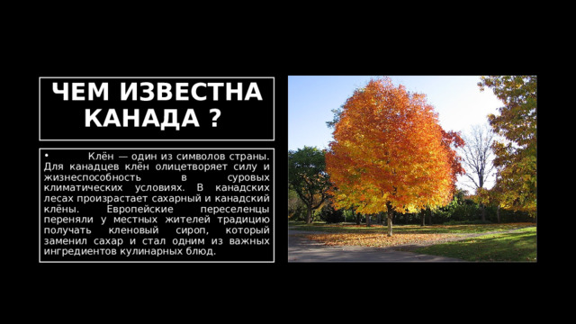 ЧЕМ ИЗВЕСТНА КАНАДА ?  Клён — один из символов страны. Для канадцев клён олицетворяет силу и жизнеспособность в суровых климатических условиях. В канадских лесах произрастает сахарный и канадский клёны. Европейские переселенцы переняли у местных жителей традицию получать кленовый сироп, который заменил сахар и стал одним из важных ингредиентов кулинарных блюд. 