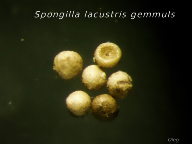  Spongilla lacustris gemmuls Oleg Orlov 