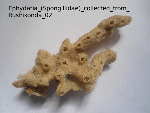 Ephydatia_(Spongillidae)_collected_from_Rushikonda_02 