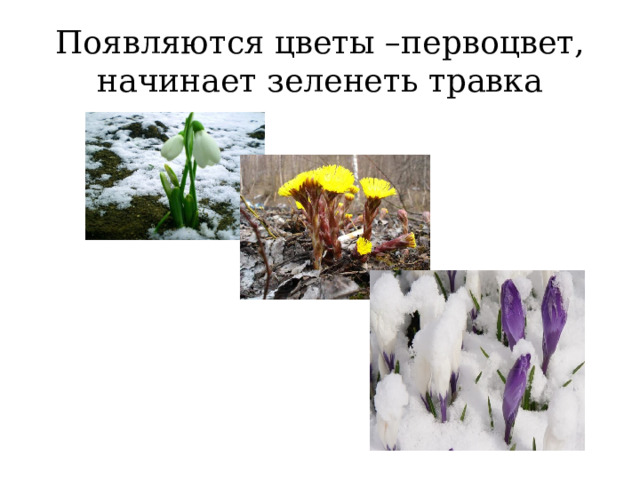 Появляются цветы –первоцвет, начинает зеленеть травка 