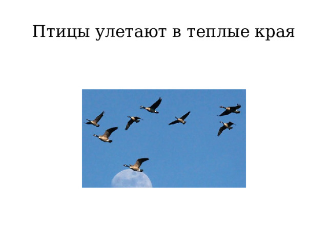 Птицы улетают в теплые края 