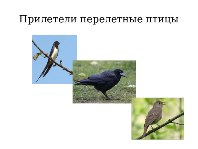 Прилетели перелетные птицы 