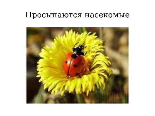 Просыпаются насекомые 