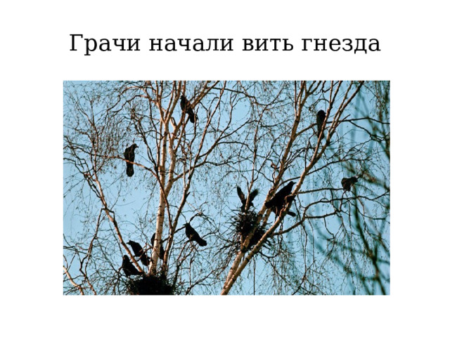 Грачи начали вить гнезда 