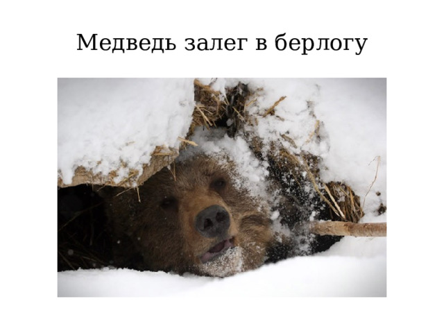 Медведь залег в берлогу 