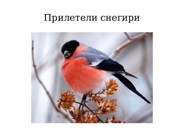 Прилетели снегири 