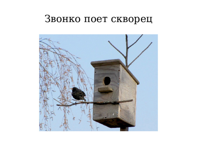 Звонко поет скворец 