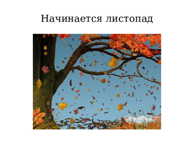 Начинается листопад 