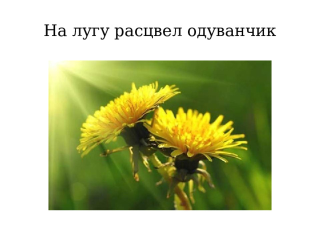 На лугу расцвел одуванчик 
