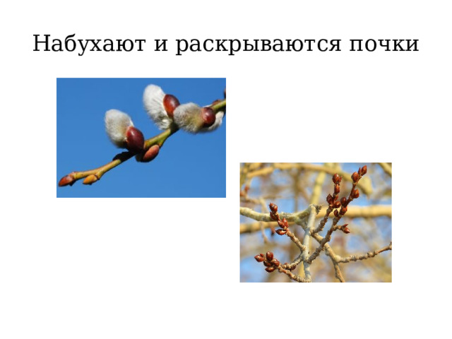 Набухают и раскрываются почки 