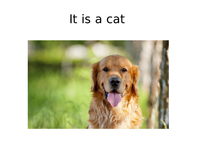 It is a cat 