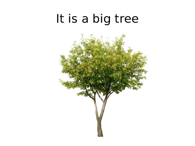 It is a big tree 