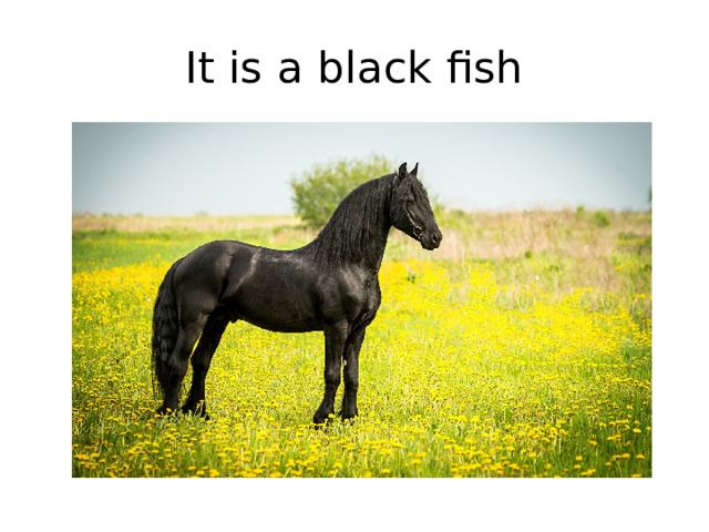 It is a black fish 