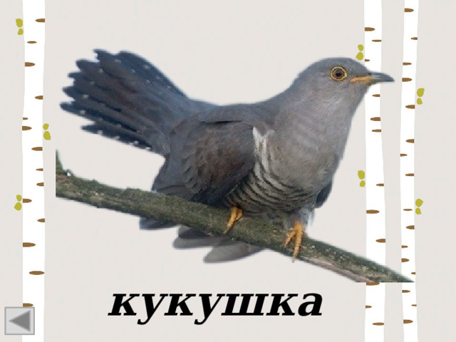 кукушка 