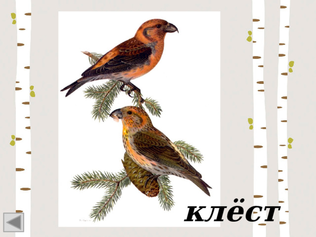 клёст 